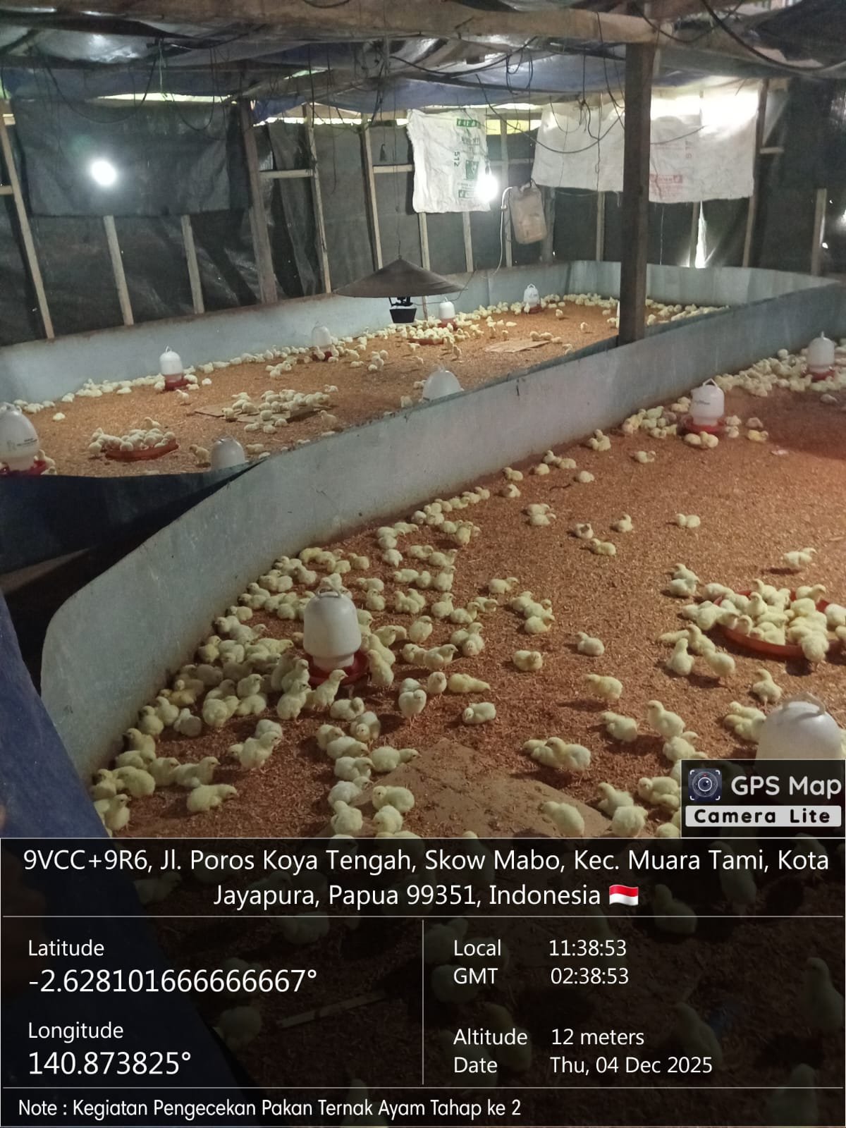 Pengadaan Bibit Ternak dari Daerah Lain untuk Penguatan Peternakan di Jayapura