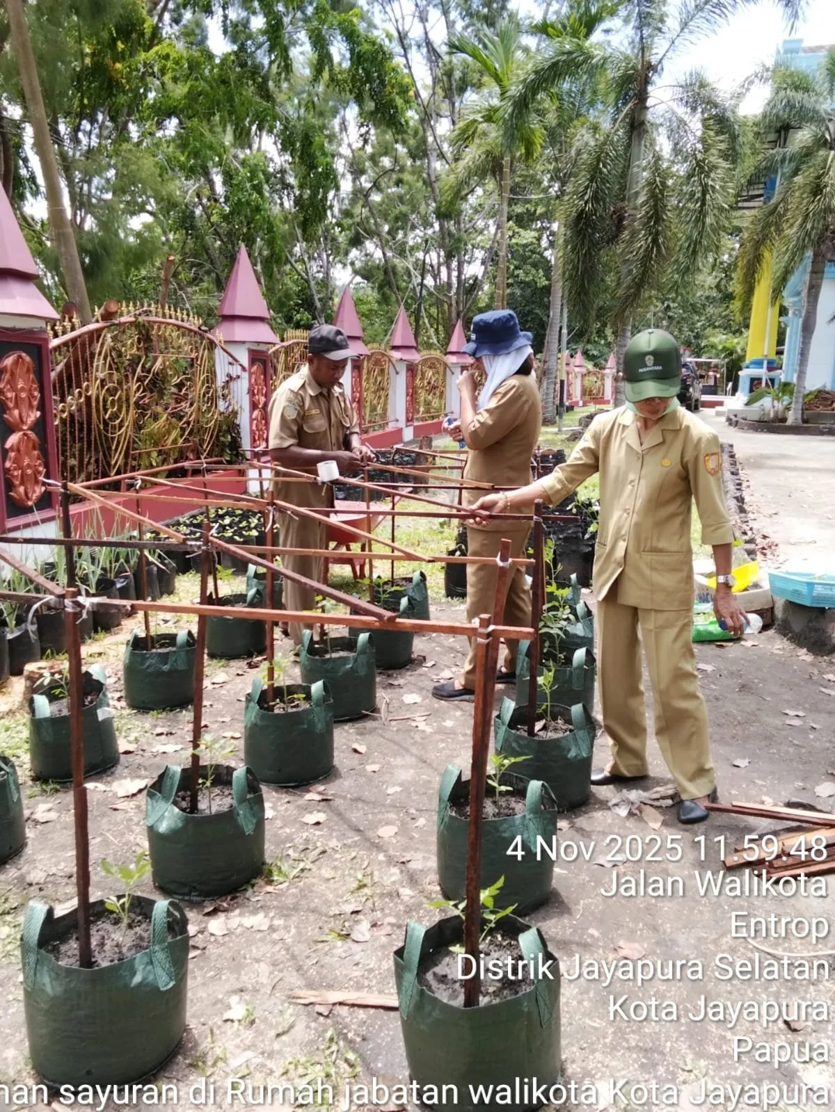 Pertanaman di Rumah Jabatan Walikota Kota Jayapura